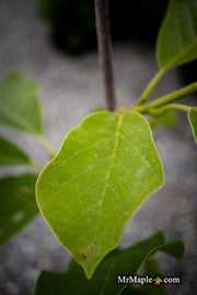 - Magnolia 'Elizabeth' Golden Flower Magnolia - Mr Maple │ Buy Japanese Maple Trees