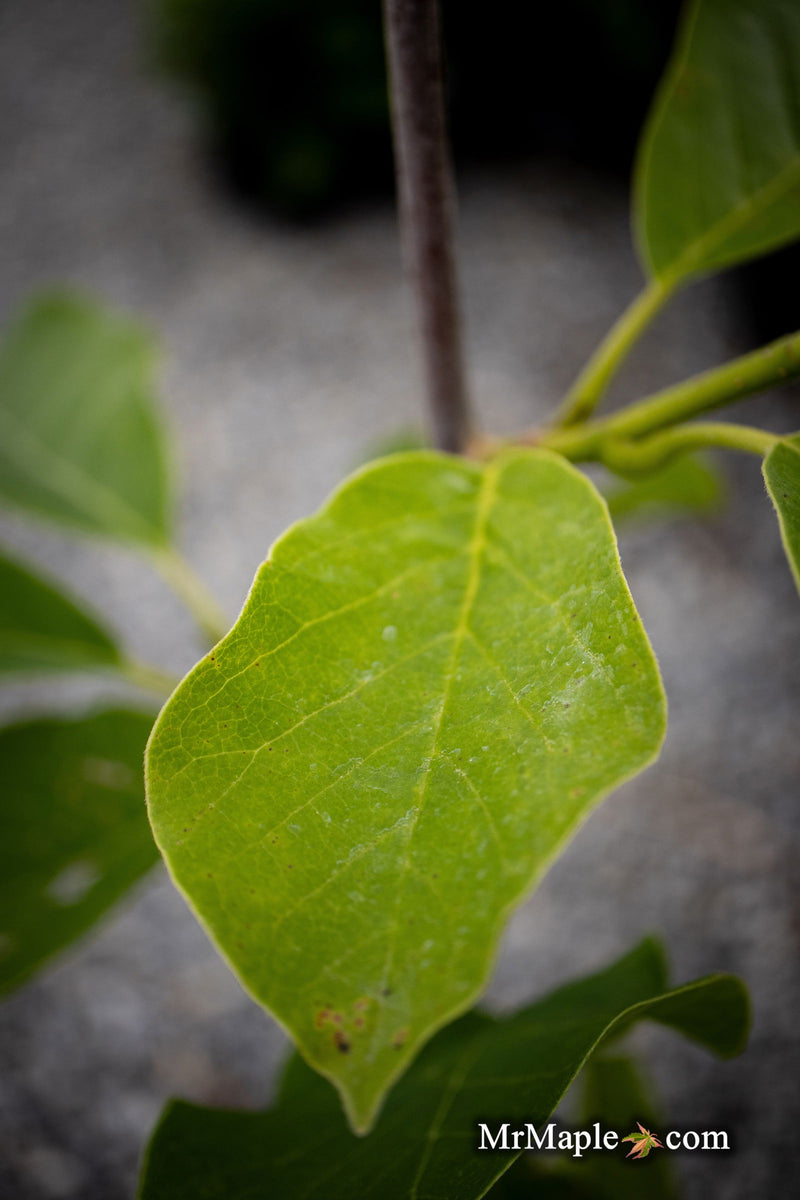 - Magnolia 'Elizabeth' Golden Flower Magnolia - Mr Maple │ Buy Japanese Maple Trees