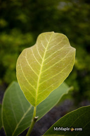 - Magnolia 'Elizabeth' Golden Flower Magnolia - Mr Maple │ Buy Japanese Maple Trees