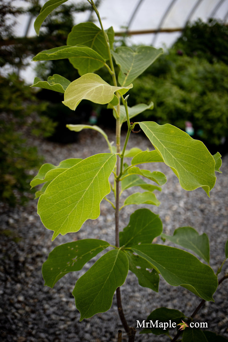 - Magnolia 'Elizabeth' Golden Flower Magnolia - Mr Maple │ Buy Japanese Maple Trees