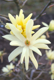 - Magnolia 'Gold Star' Golden Flower Magnolia - Mr Maple │ Buy Japanese Maple Trees