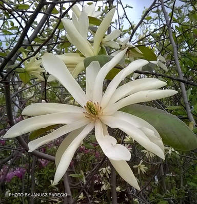 - Magnolia 'Gold Star' Golden Flower Magnolia - Mr Maple │ Buy Japanese Maple Trees