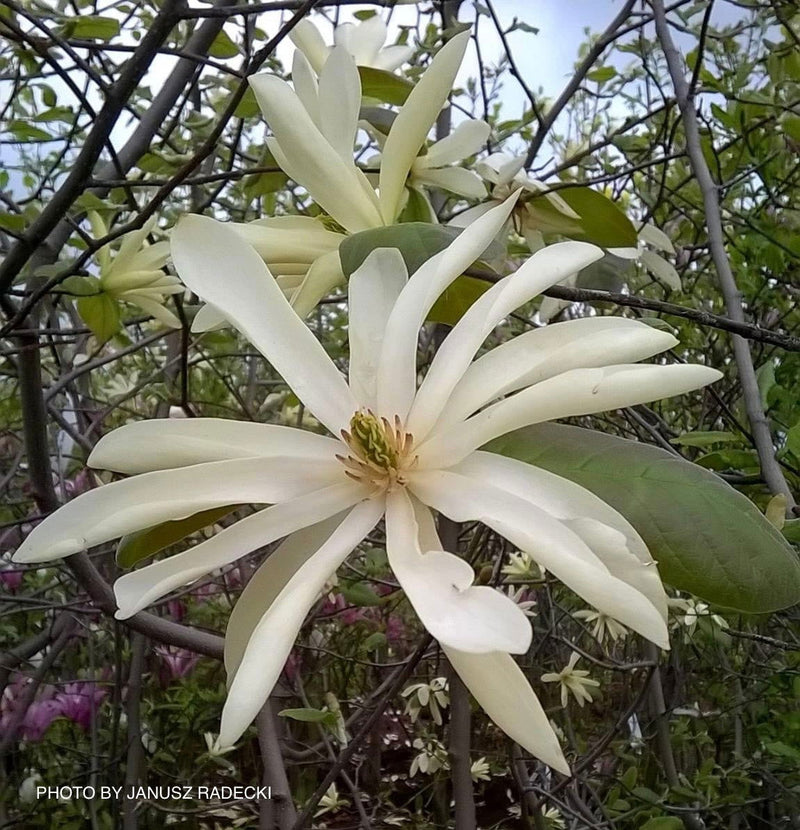 - Magnolia 'Gold Star' Golden Flower Magnolia - Mr Maple │ Buy Japanese Maple Trees
