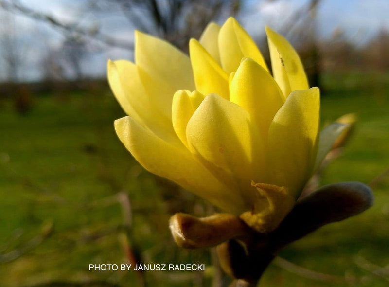 - Magnolia 'Gold Star' Golden Flower Magnolia - Mr Maple │ Buy Japanese Maple Trees