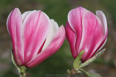 - Magnolia 'Star Wars' Golden Flower Magnolia - Mr Maple │ Buy Japanese Maple Trees
