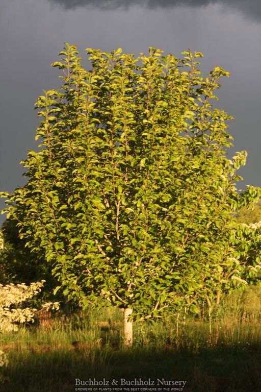 - Magnolia 'Star Wars' Golden Flower Magnolia - Mr Maple │ Buy Japanese Maple Trees