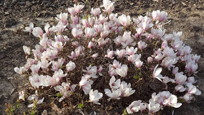 - Magnolia x 'Kiki's Broom' Pink Flower Magnolia - Mr Maple │ Buy Japanese Maple Trees