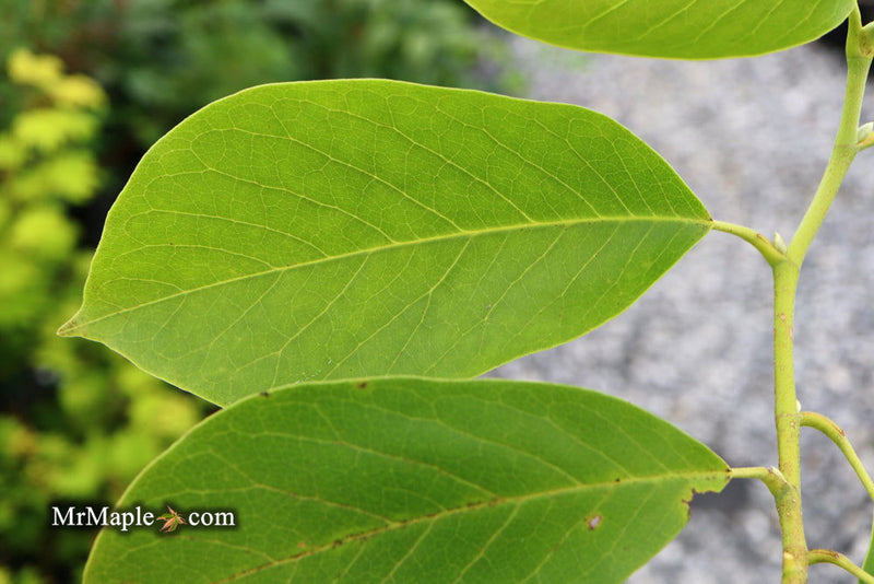 - Magnolia x 'Kiki's Broom' Pink Flower Magnolia - Mr Maple │ Buy Japanese Maple Trees