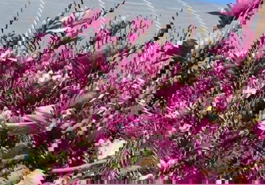 - Magnolia x 'Little Sue' Deep Red Purple Flower Magnolia - Mr Maple │ Buy Japanese Maple Trees