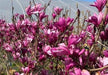 - Magnolia x 'Little Sue' Deep Red Purple Flower Magnolia - Mr Maple │ Buy Japanese Maple Trees