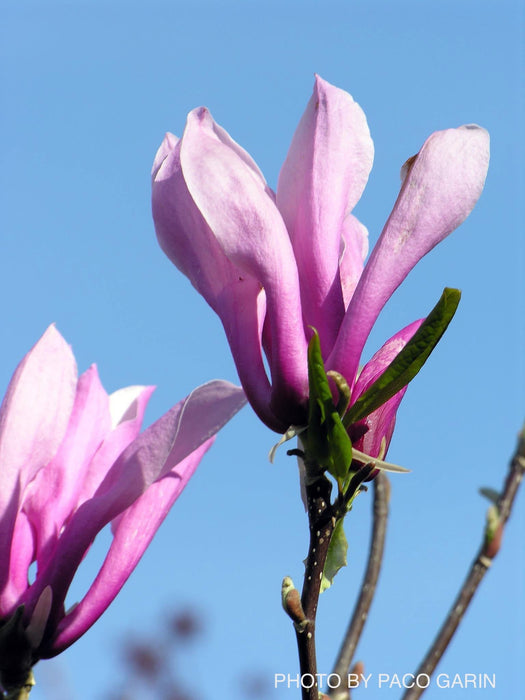 - Magnolia x 'Little Sue' Deep Red Purple Flower Magnolia - Mr Maple │ Buy Japanese Maple Trees