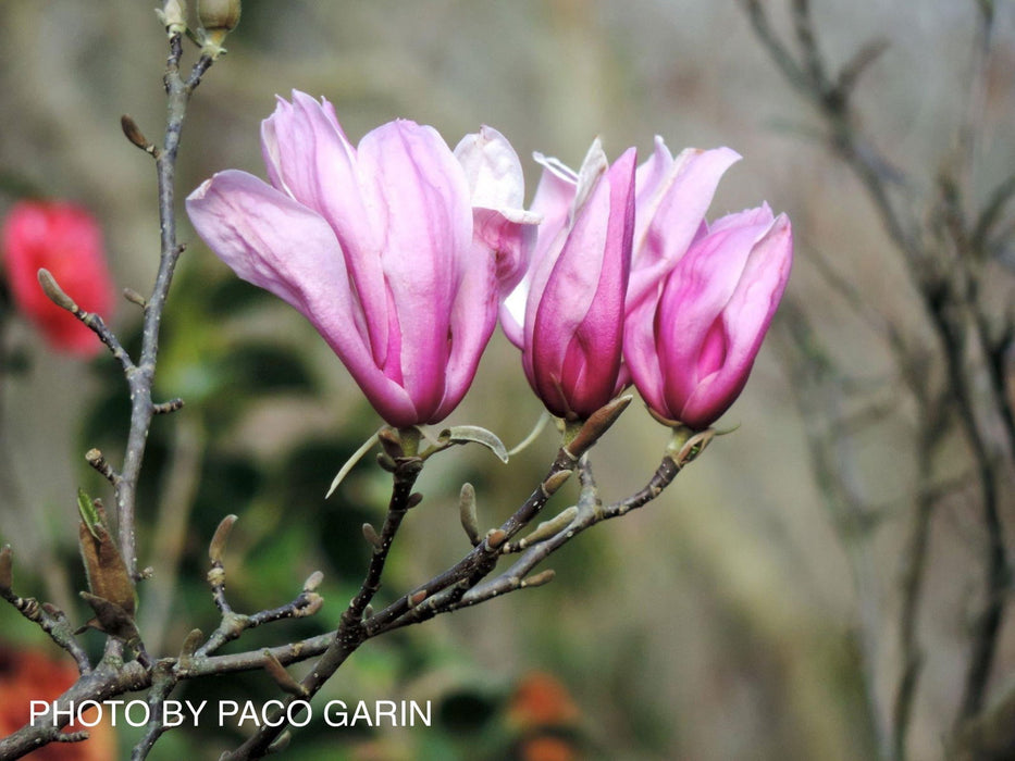 - Magnolia x 'Little Sue' Deep Red Purple Flower Magnolia - Mr Maple │ Buy Japanese Maple Trees