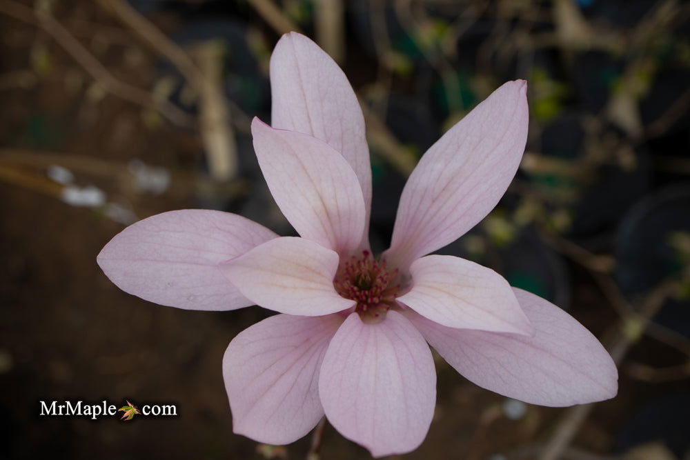 - Magnolia x 'Little Sue' Deep Red Purple Flower Magnolia - Mr Maple │ Buy Japanese Maple Trees