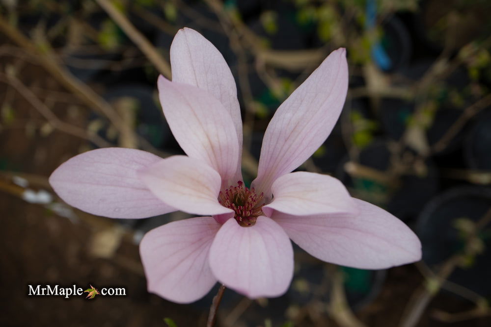 - Magnolia x 'Little Sue' Deep Red Purple Flower Magnolia - Mr Maple │ Buy Japanese Maple Trees