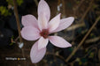 - Magnolia x 'Little Sue' Deep Red Purple Flower Magnolia - Mr Maple │ Buy Japanese Maple Trees