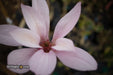 - Magnolia x 'Little Sue' Deep Red Purple Flower Magnolia - Mr Maple │ Buy Japanese Maple Trees