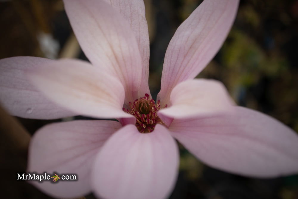 - Magnolia x 'Little Sue' Deep Red Purple Flower Magnolia - Mr Maple │ Buy Japanese Maple Trees