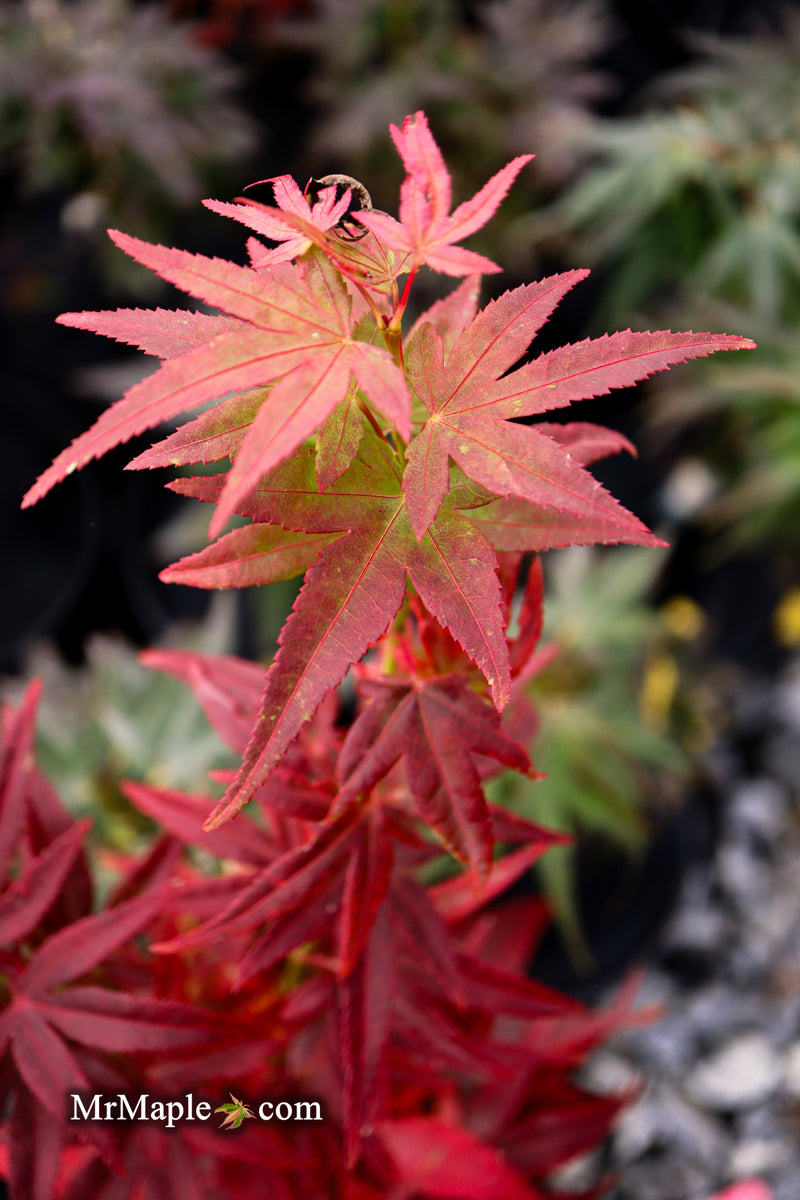 Test Product Mikawa - Mr Maple │ Buy Japanese Maple Trees