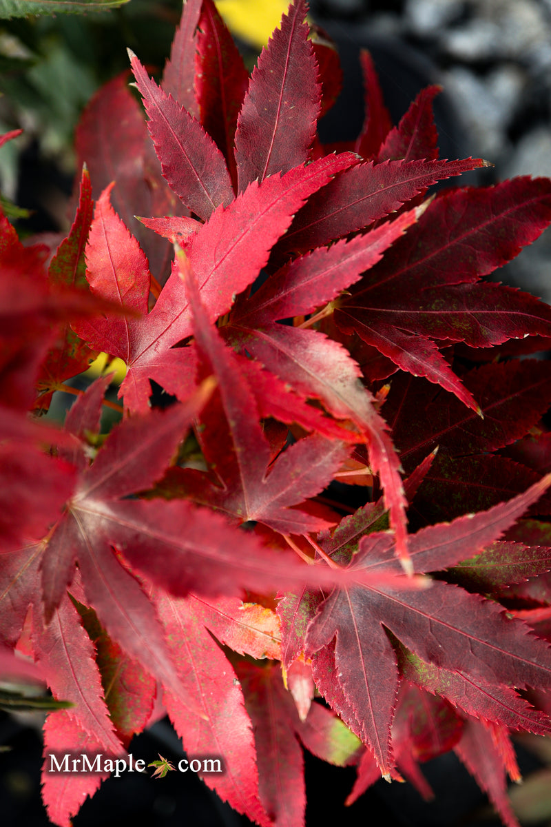 Test Product Mikawa - Mr Maple │ Buy Japanese Maple Trees