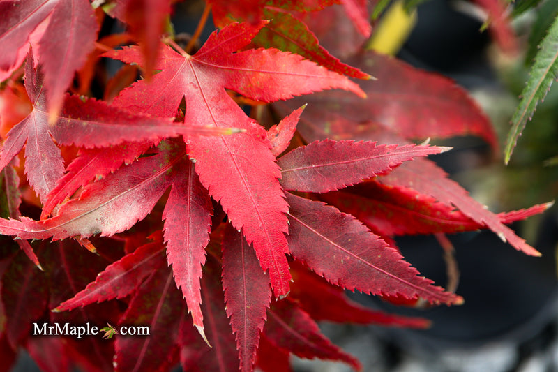 Test Product Mikawa - Mr Maple │ Buy Japanese Maple Trees