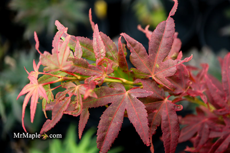 Test Product Mikawa - Mr Maple │ Buy Japanese Maple Trees