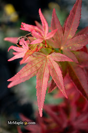 Test Product Mikawa - Mr Maple │ Buy Japanese Maple Trees