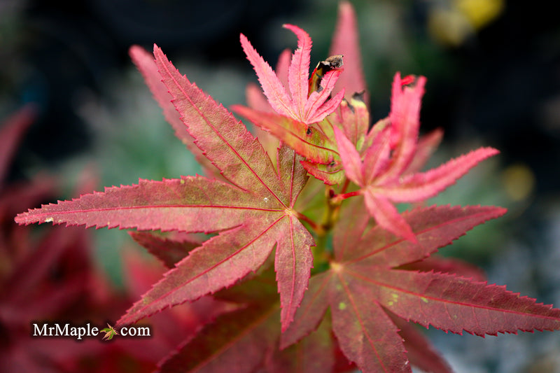 Test Product Mikawa - Mr Maple │ Buy Japanese Maple Trees