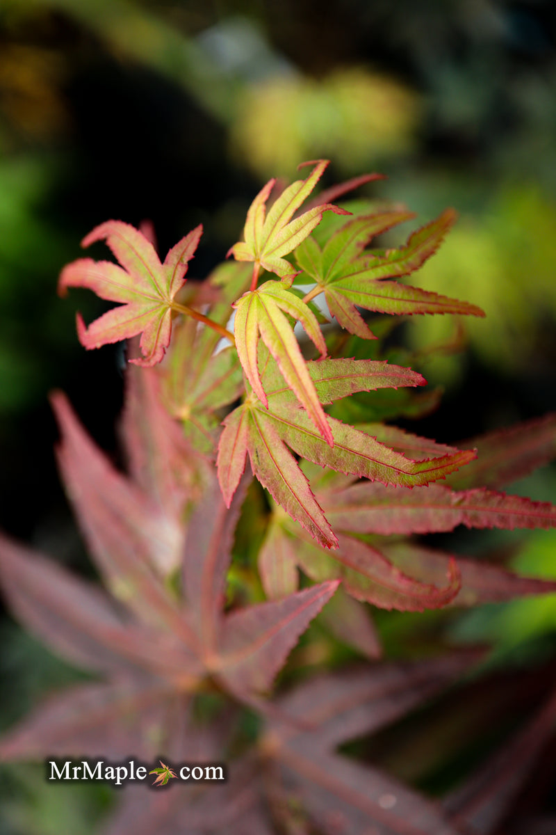Test Product Mikawa - Mr Maple │ Buy Japanese Maple Trees