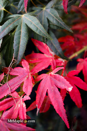Test Product Mikawa - Mr Maple │ Buy Japanese Maple Trees
