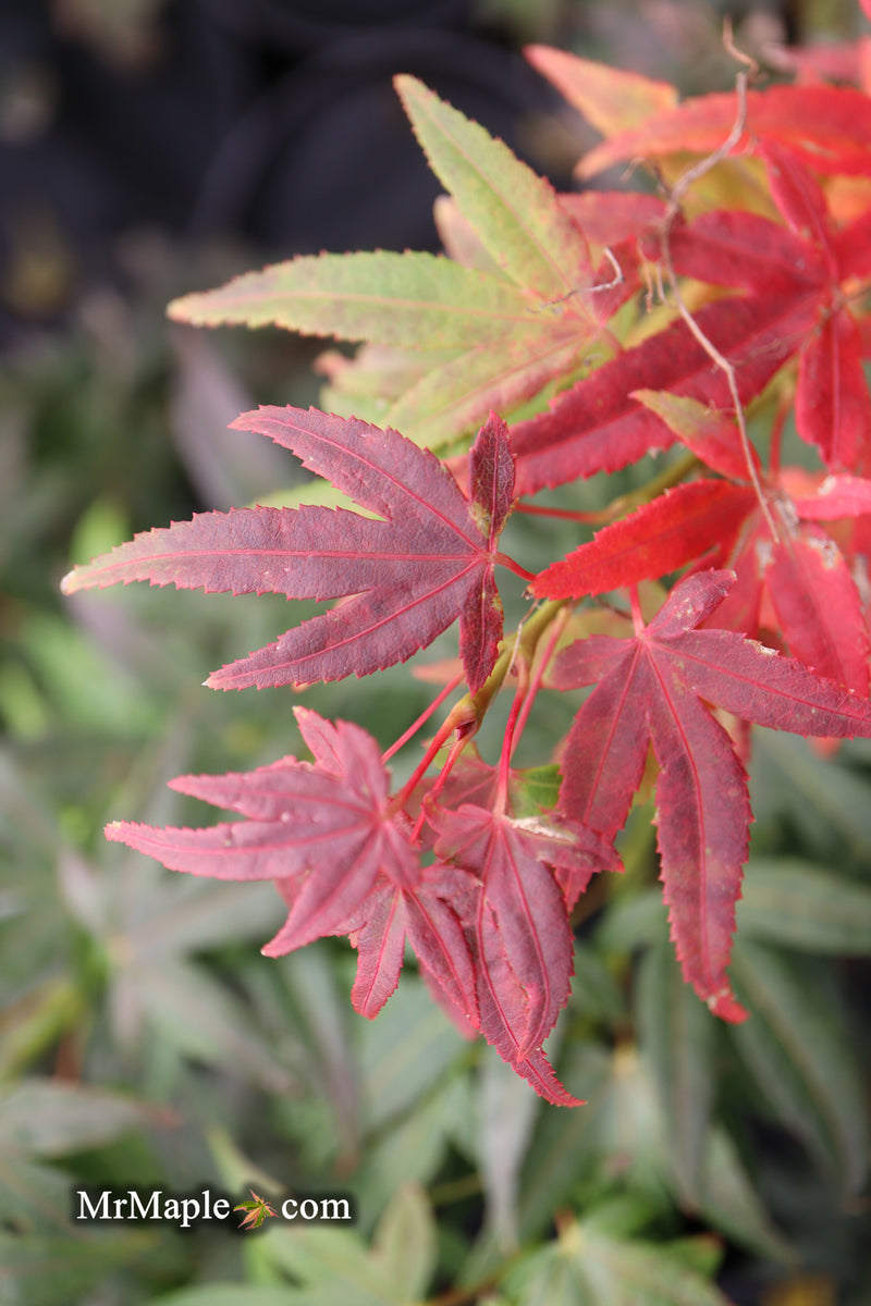Test Product Mikawa - Mr Maple │ Buy Japanese Maple Trees