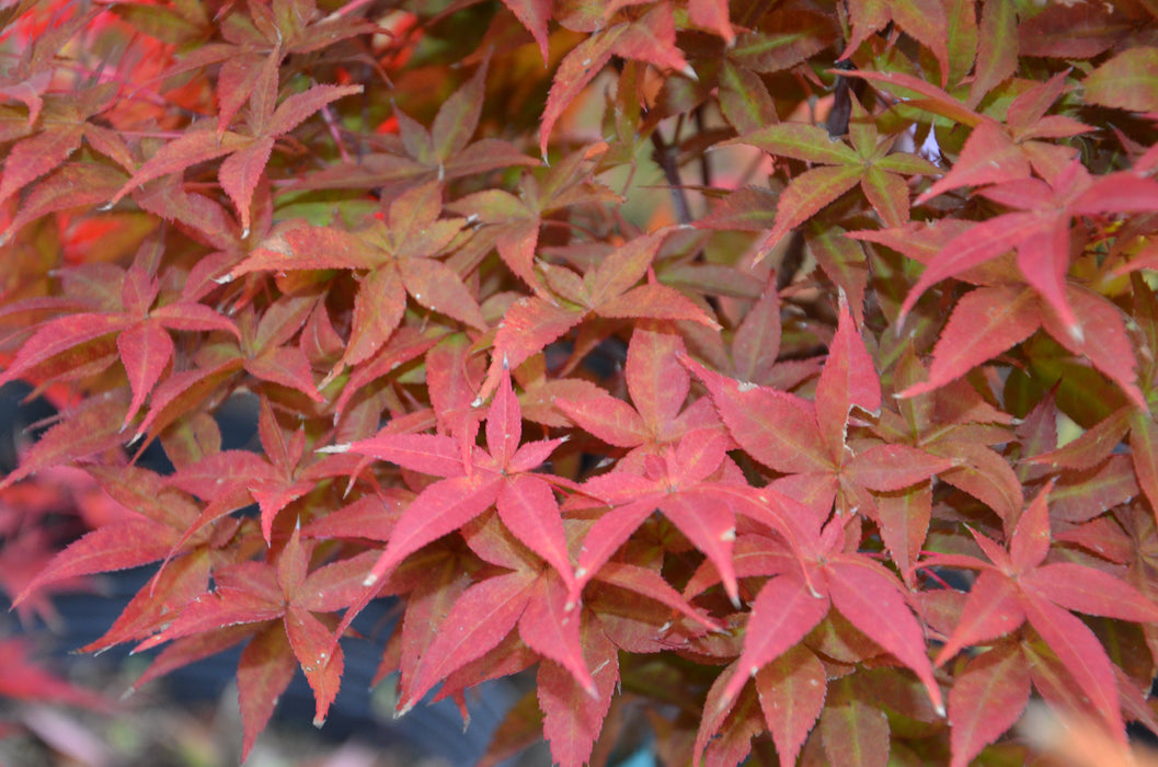 FOR PICKUP ONLY | Acer palmatum 'Rhode Island Red' Dwarf Bloodgood Japanese Maple | DOES NOT SHIP