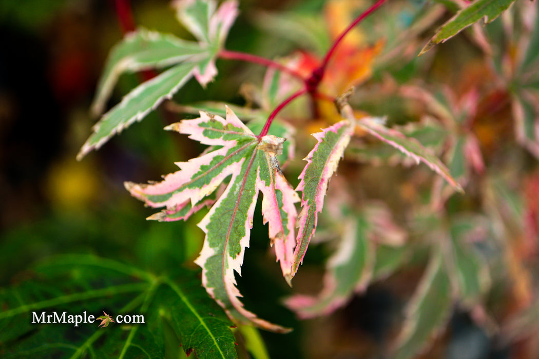 Acer palmatum 'Marlo' Pink Variegated Japanese Maple