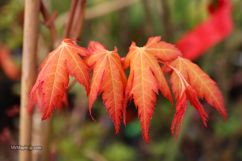 Acer palmatum 'Marmalade' Japanese Maple