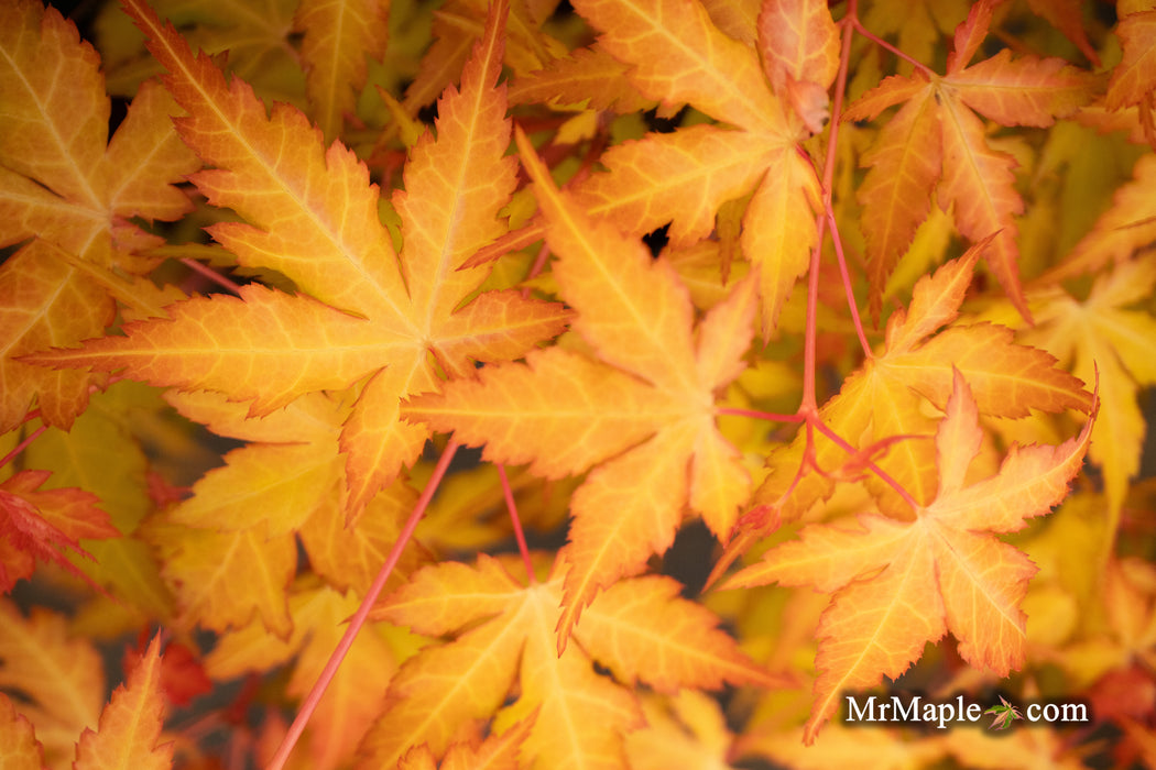 Acer palmatum 'Marmalade' Japanese Maple