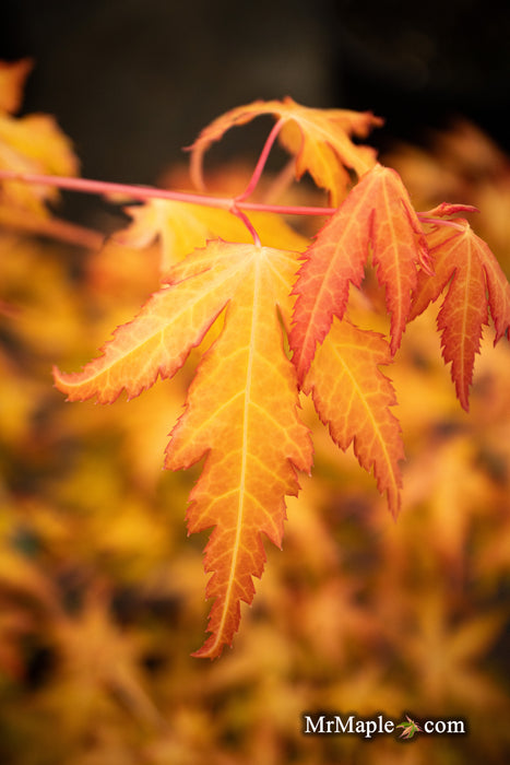 Acer palmatum 'Marmalade' Japanese Maple