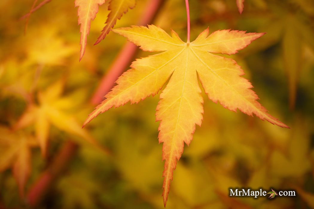 Acer palmatum 'Marmalade' Japanese Maple