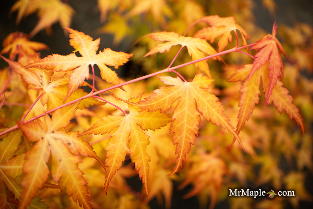 Acer palmatum 'Marmalade' Japanese Maple