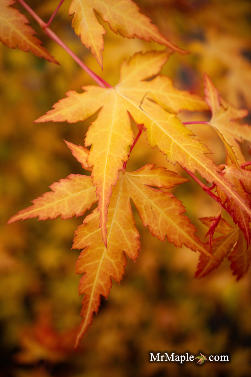 Acer palmatum 'Marmalade' Japanese Maple