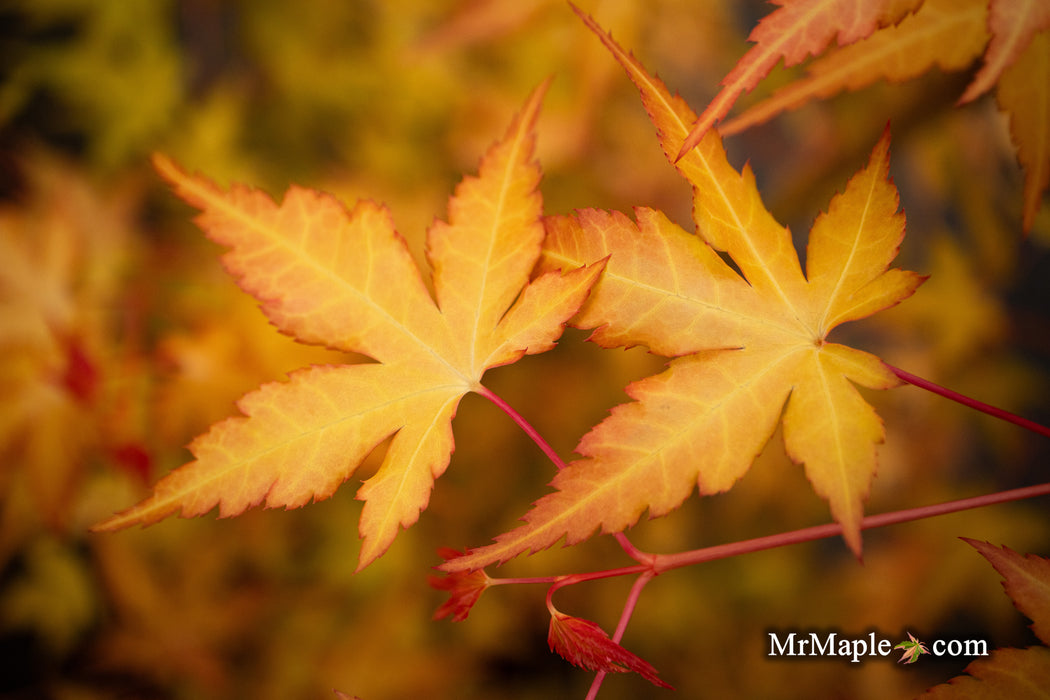 Acer palmatum 'Marmalade' Japanese Maple