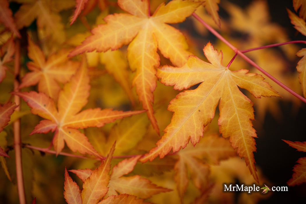 Acer palmatum 'Marmalade' Japanese Maple