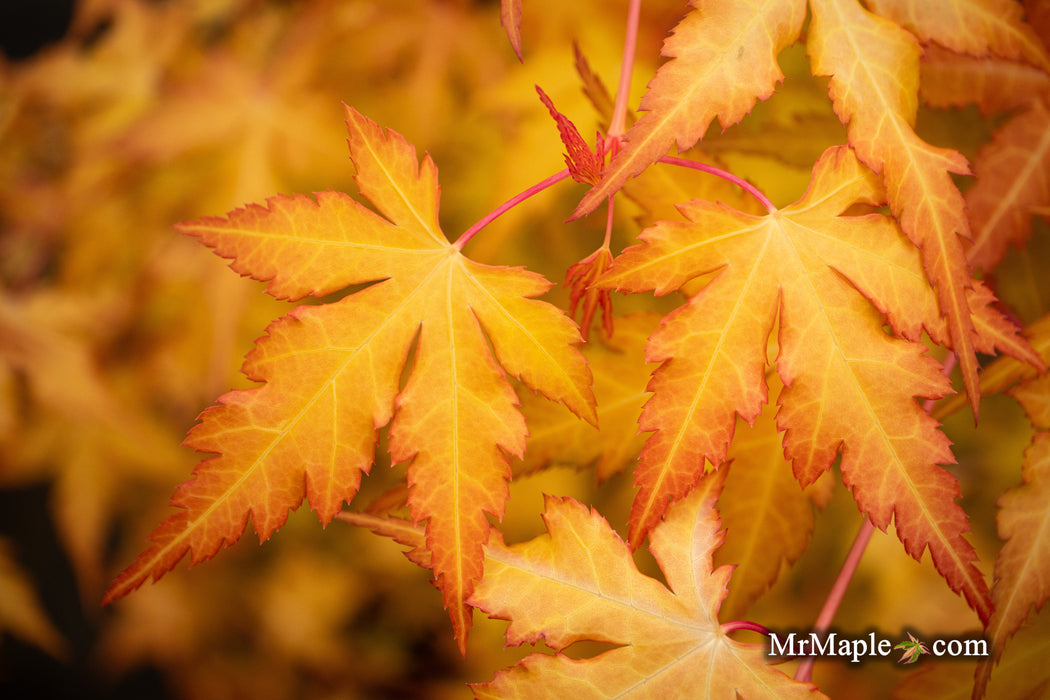 Acer palmatum 'Marmalade' Japanese Maple