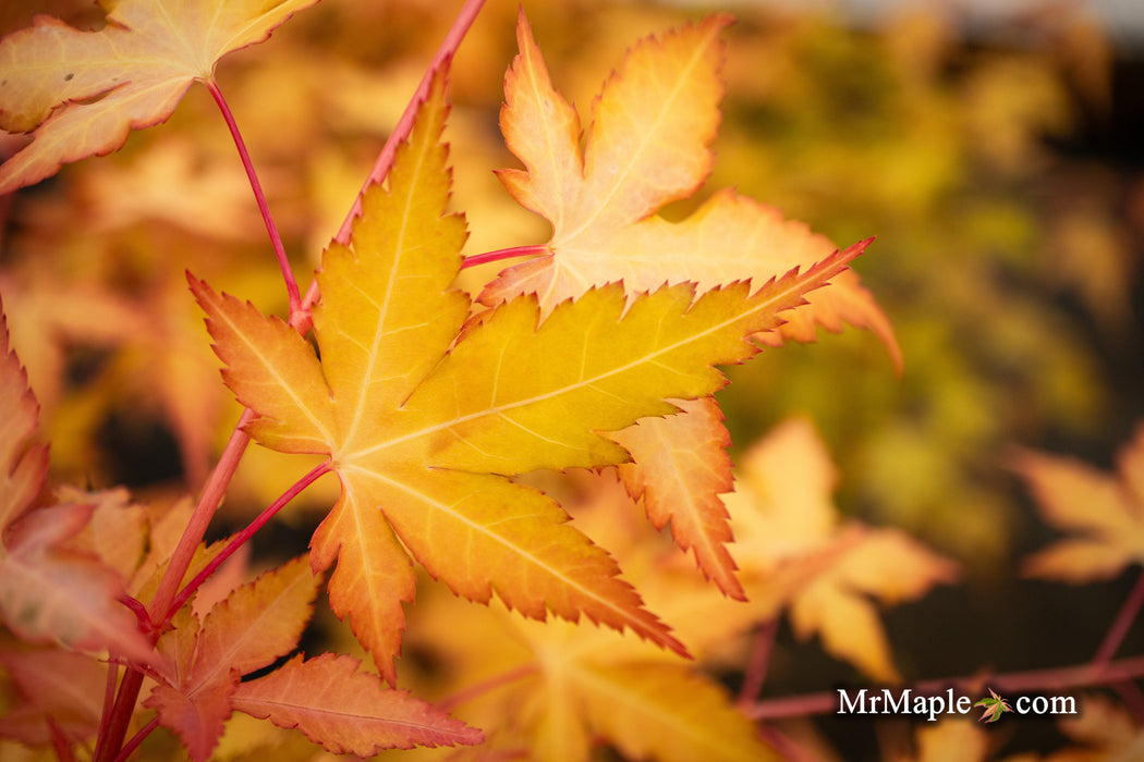 Acer palmatum 'Marmalade' Japanese Maple