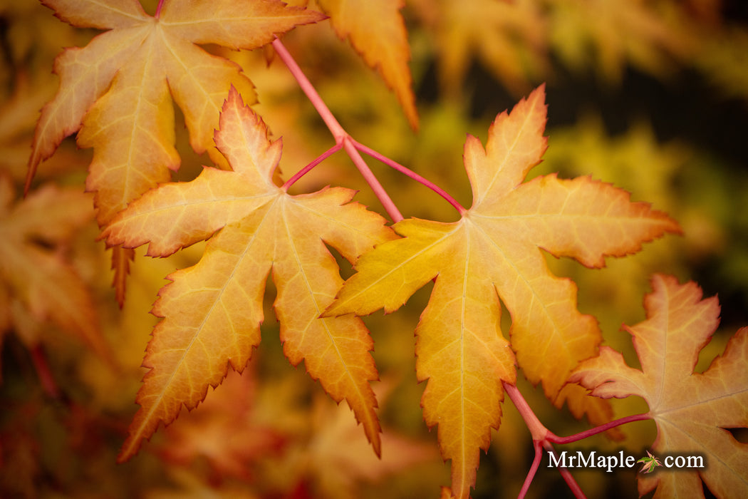 Acer palmatum 'Marmalade' Japanese Maple