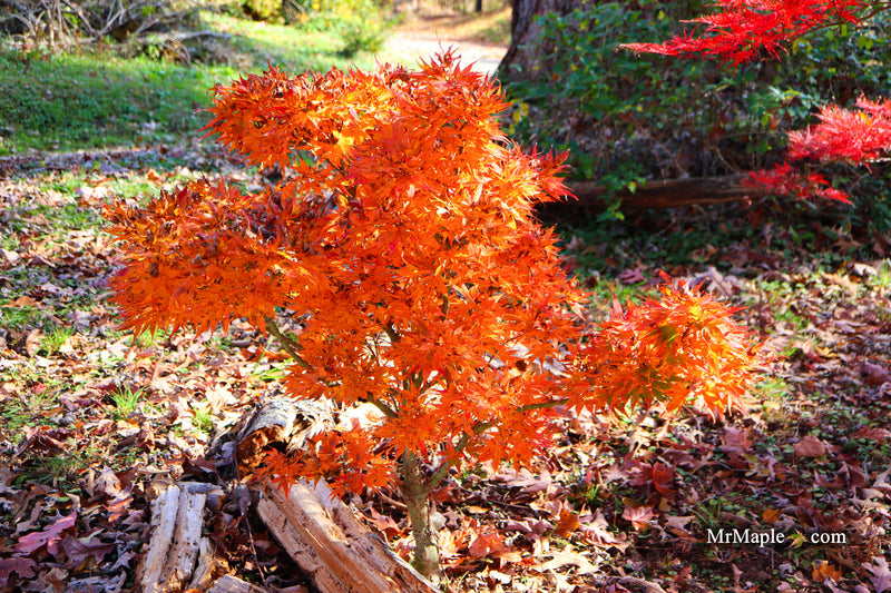Acer palmatum 'Mayday' Rare Dwarf Japanese Maple