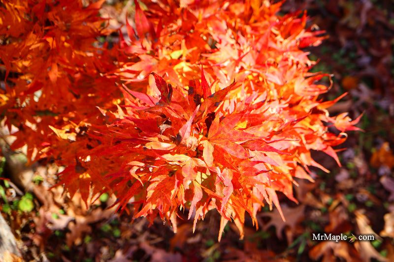 Acer palmatum 'Mayday' Rare Dwarf Japanese Maple