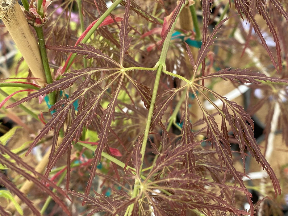 Acer palmatum 'Maymont' Japanese Maple