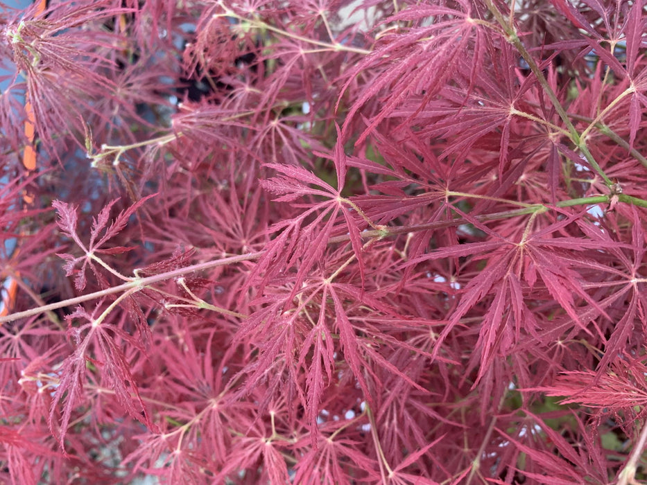 Acer palmatum 'Maymont' Japanese Maple