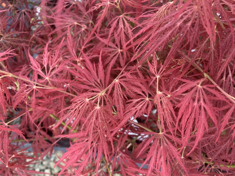 Acer palmatum 'Maymont' Japanese Maple