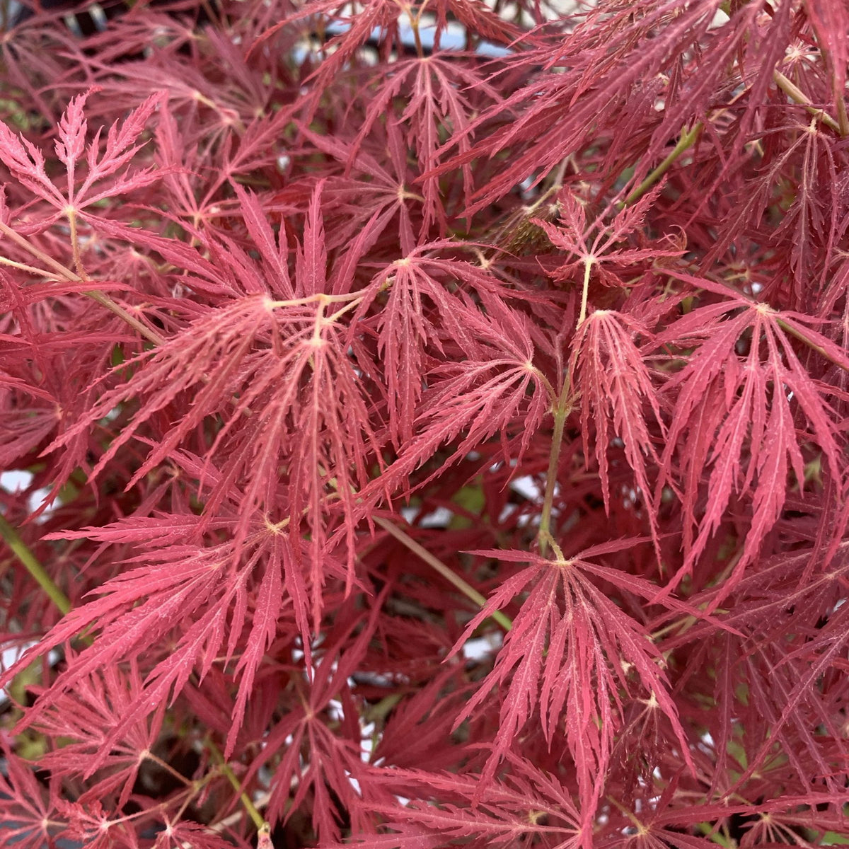 梅モン Buy Acer palmatum 'Maymont' Japanese Maple — Mr Maple │ Buy