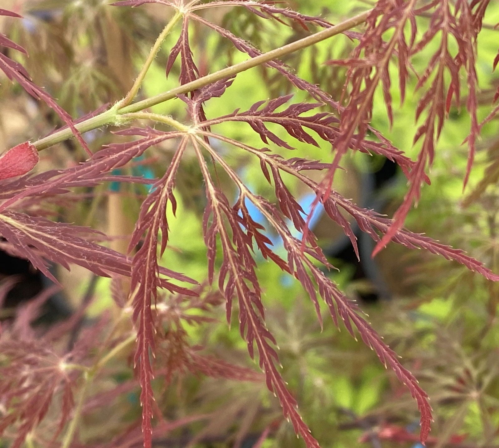 梅モン Acer-palmatum-Lemon-Lime-Lace-